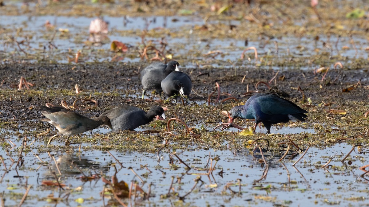 Focha Americana - ML644170929