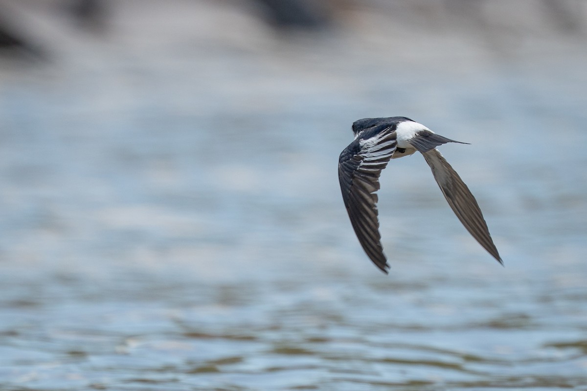 ハジロミドリツバメ - ML644170934