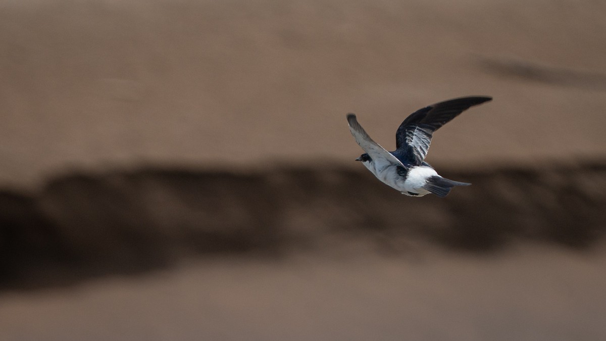 ハジロミドリツバメ - ML644170935