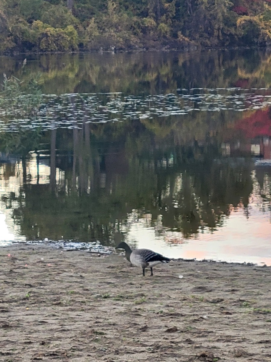 Хар толгойт галуу - ML644170942