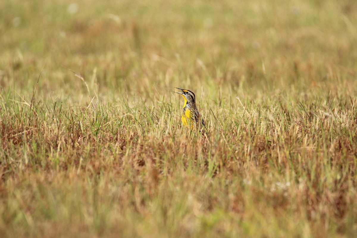 Eastern Meadowlark - ML644170943