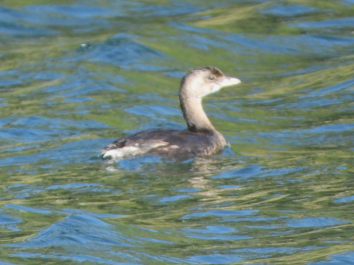 Pied-billed Grebe - ML644170945