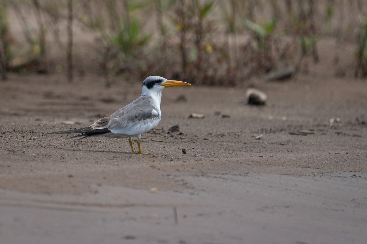 Large-billed Tern - ML644170949