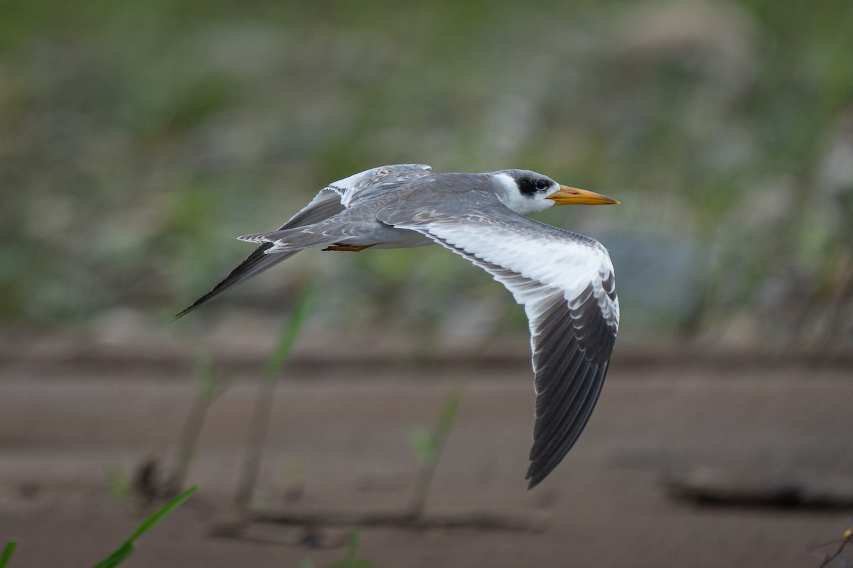 Large-billed Tern - ML644170962