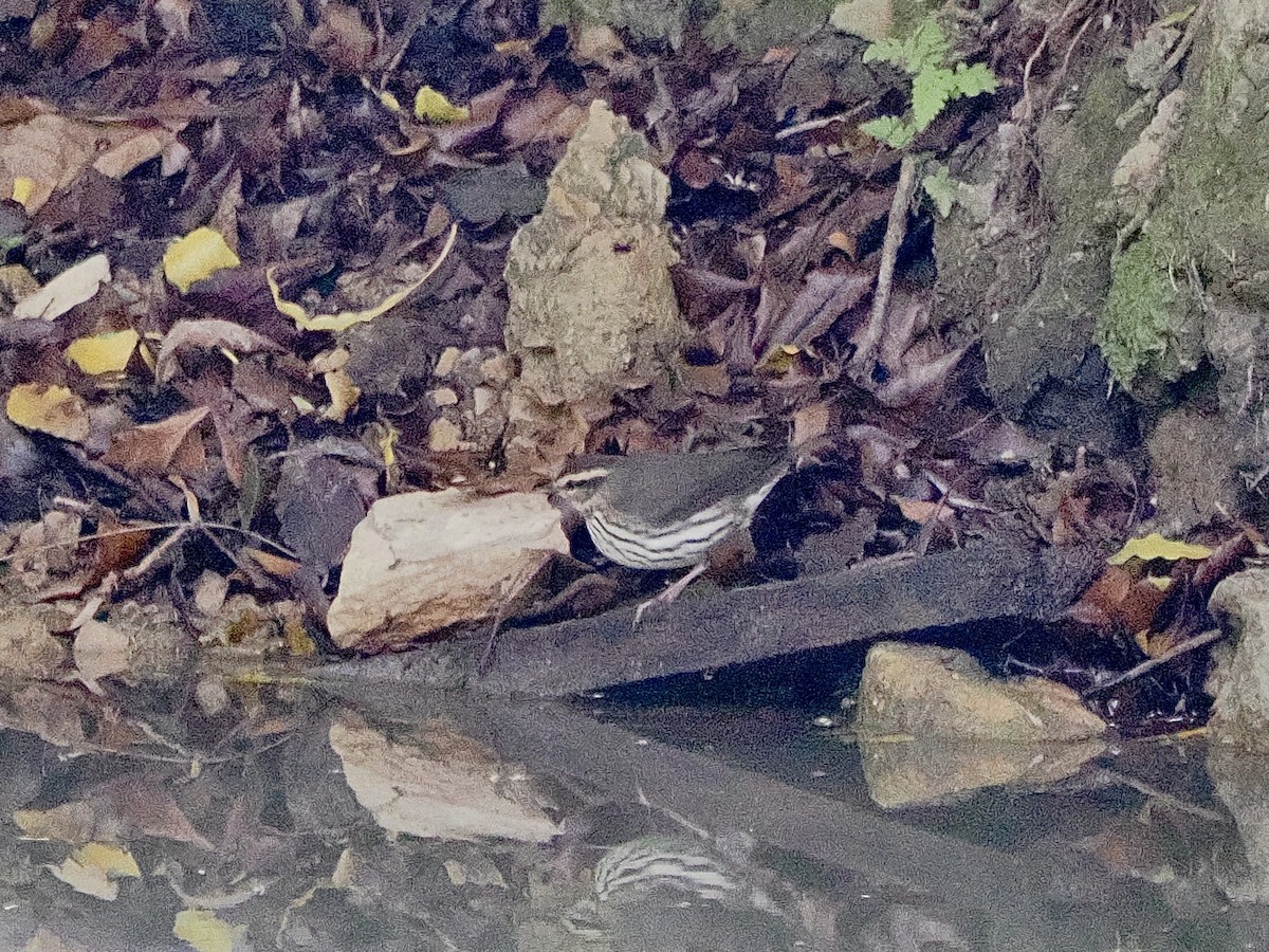 Northern Waterthrush - ML644170968