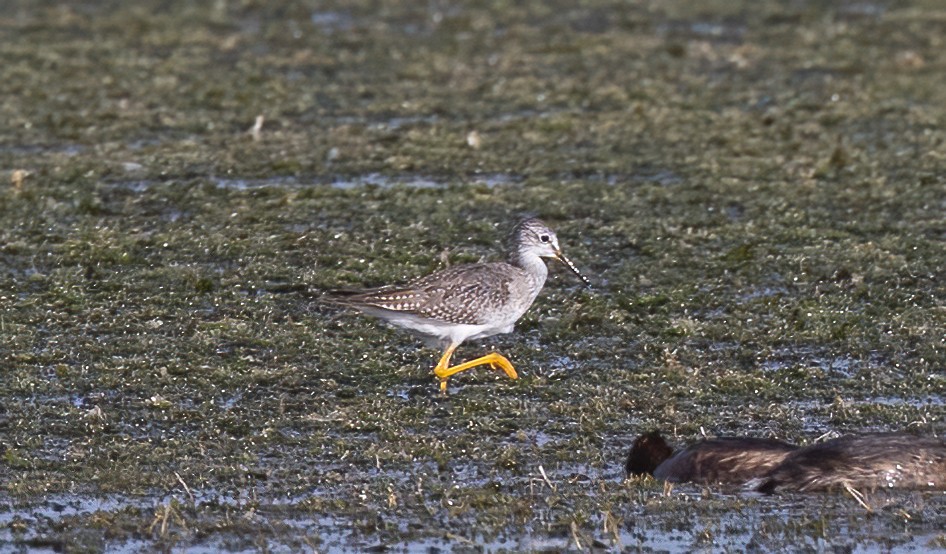 Archibebe Patigualdo Chico - ML644170971