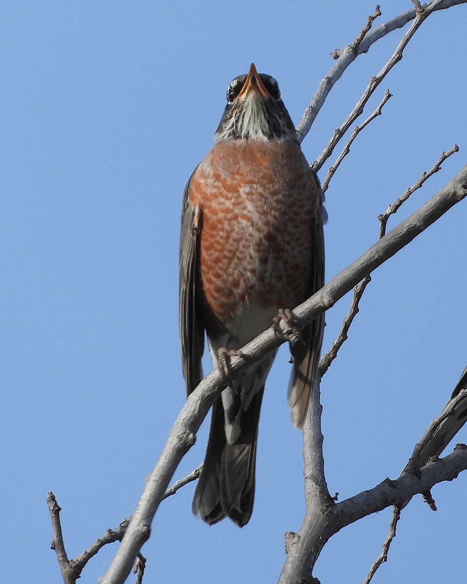 American Robin - ML644170980