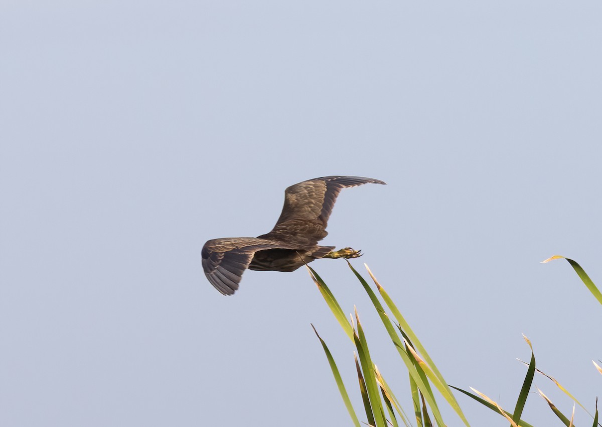 Avetoro Lentiginoso - ML644170984