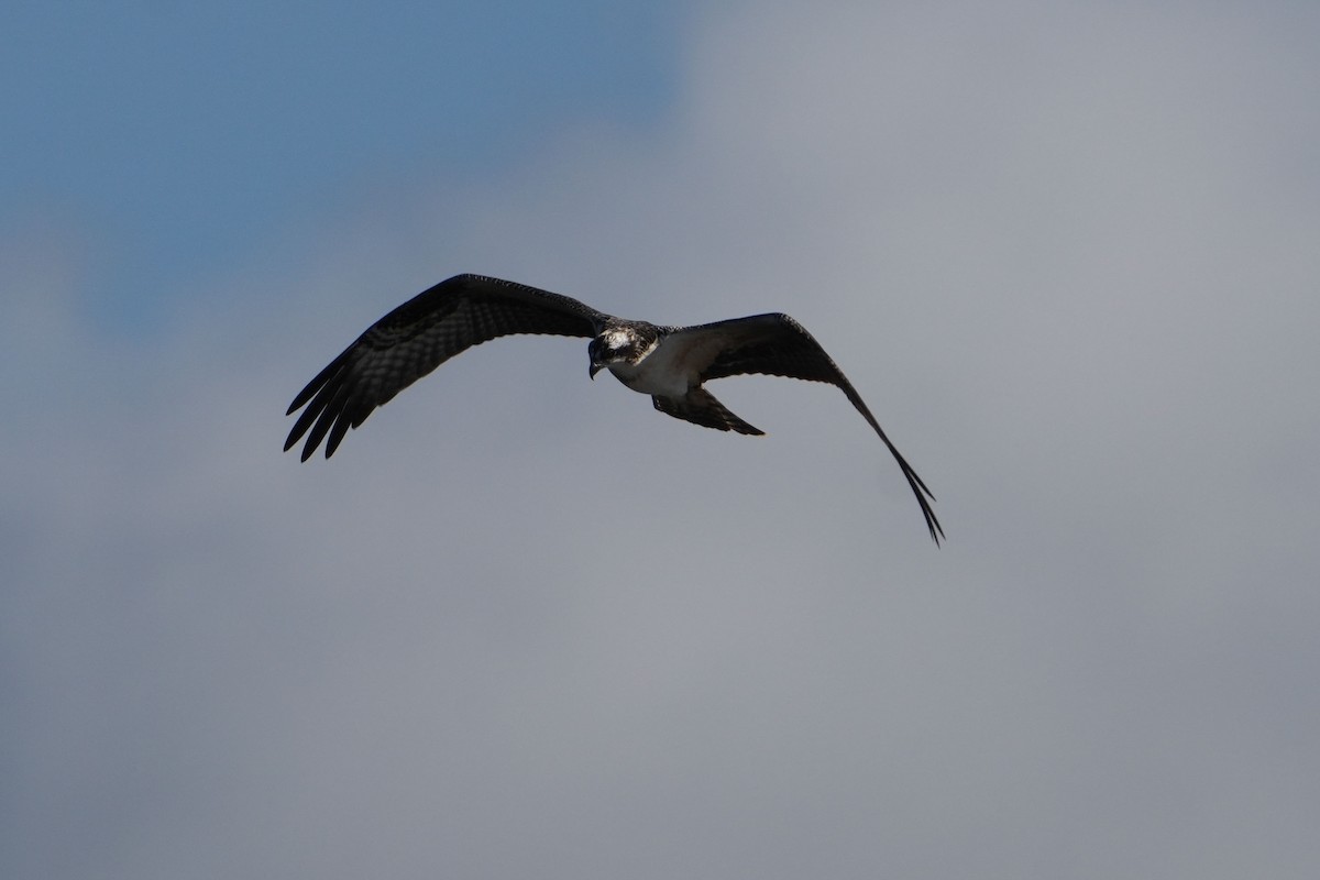 Osprey - ML644170986