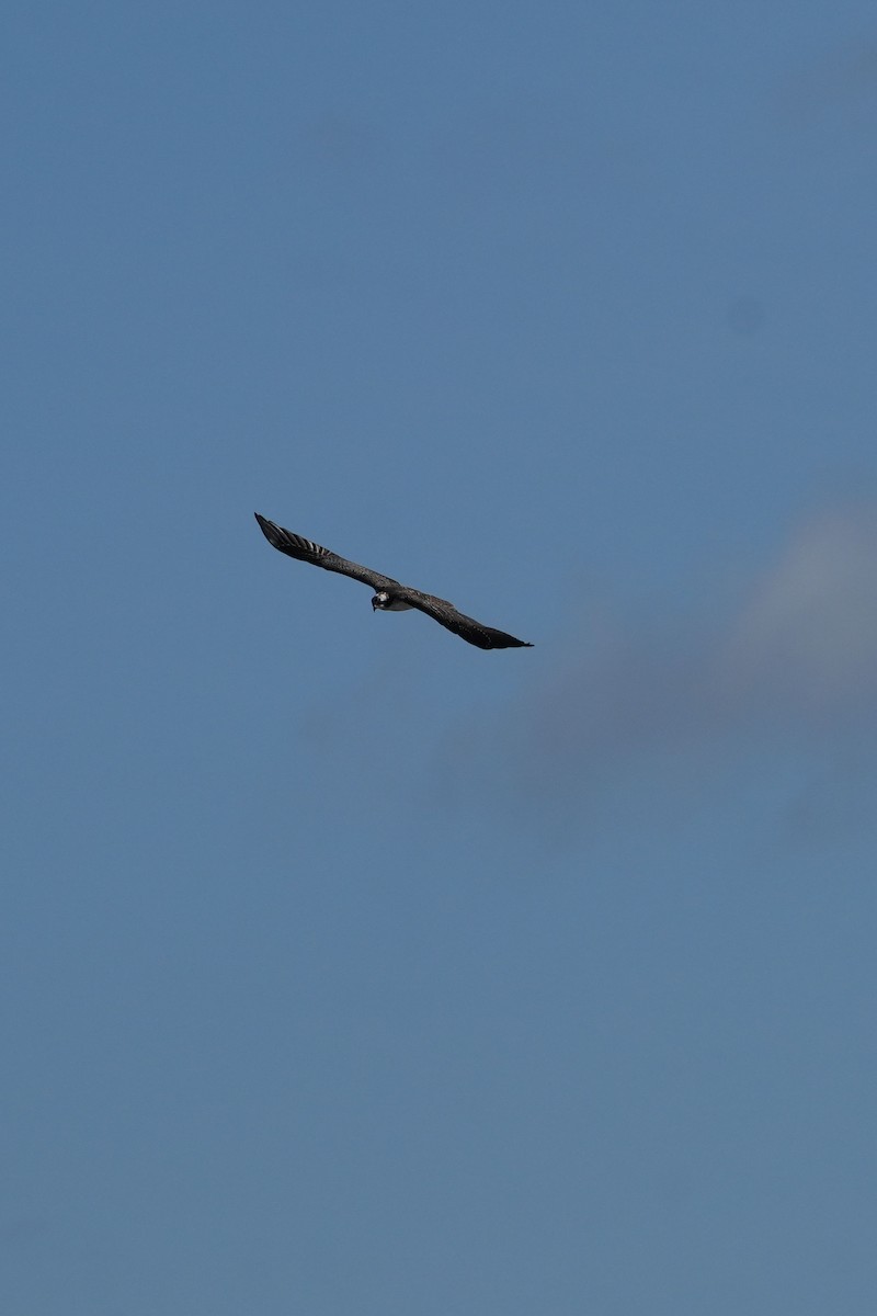 Osprey - ML644170987