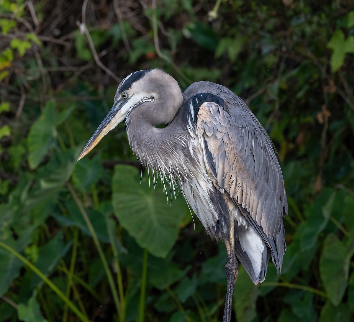 Garza Azulada - ML644170996