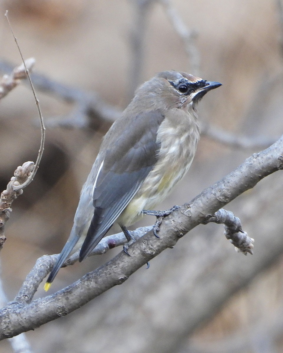 Cedar Waxwing - ML644171012
