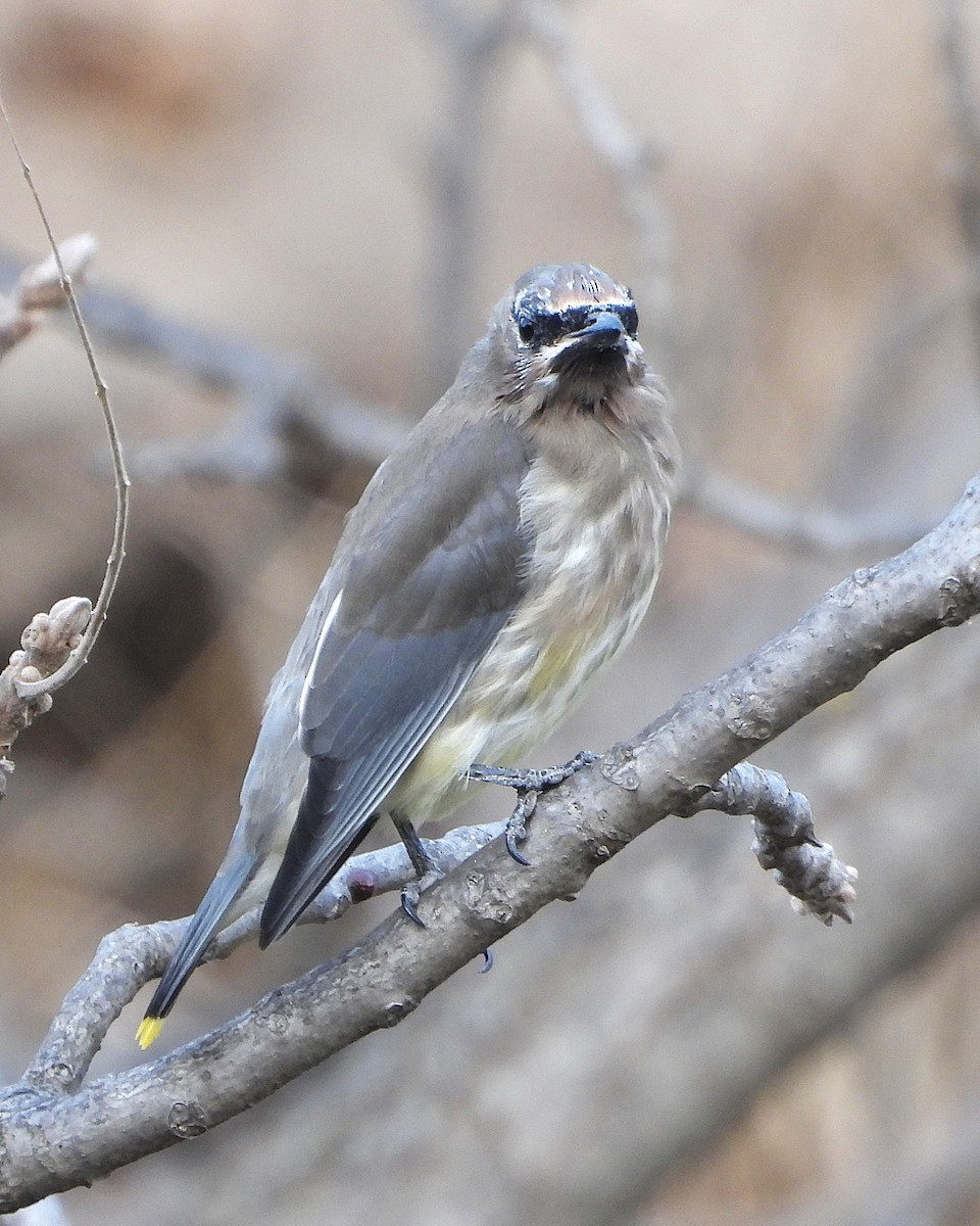 Cedar Waxwing - ML644171013