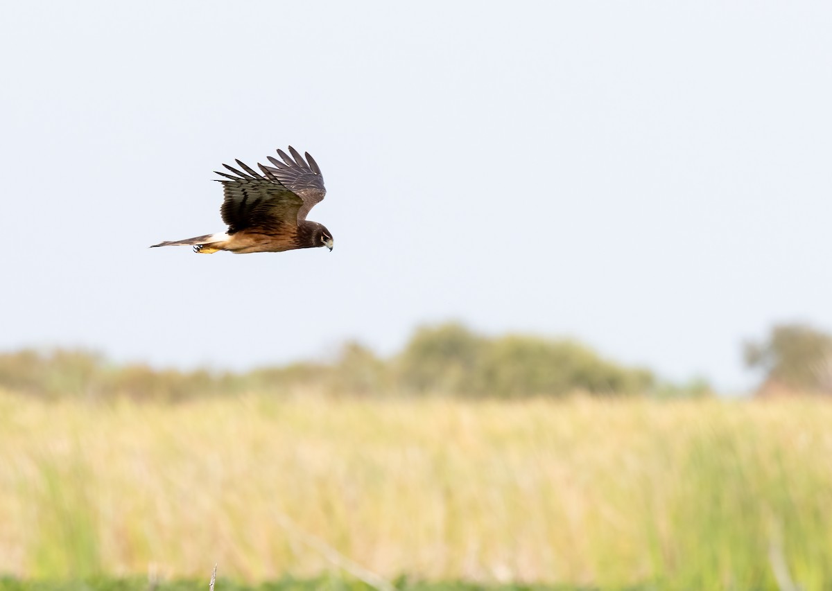 Aguilucho de Hudson - ML644171018