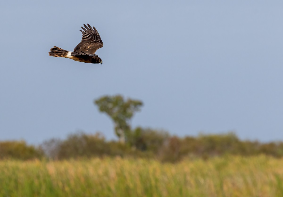 Aguilucho de Hudson - ML644171019