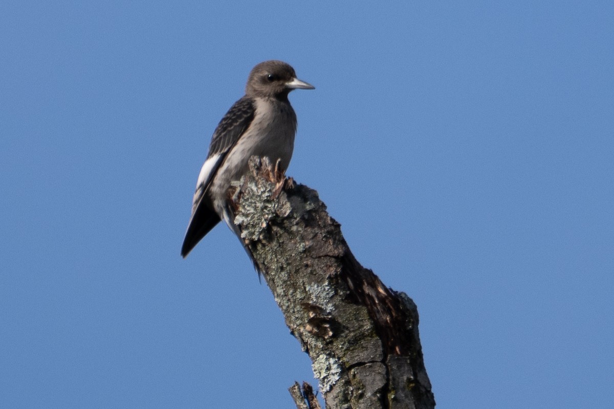 Red-headed Woodpecker - ML644171020