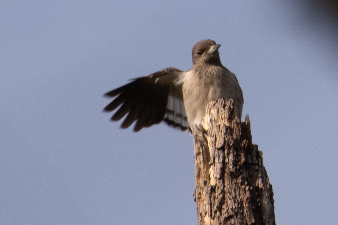 Red-headed Woodpecker - ML644171023