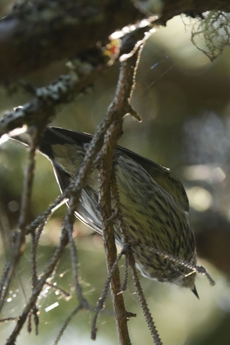 Yellow-rumped Warbler - ML644171052