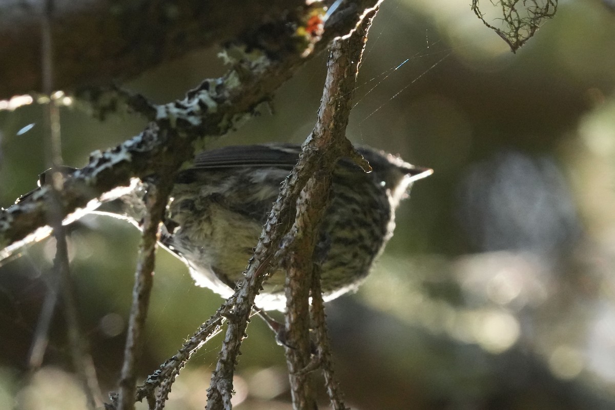 Yellow-rumped Warbler - ML644171053