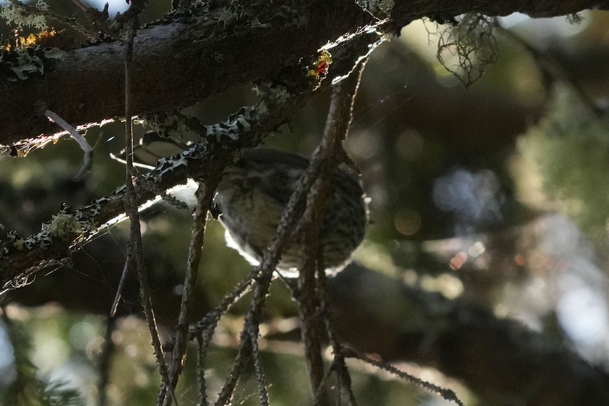 Yellow-rumped Warbler - ML644171054