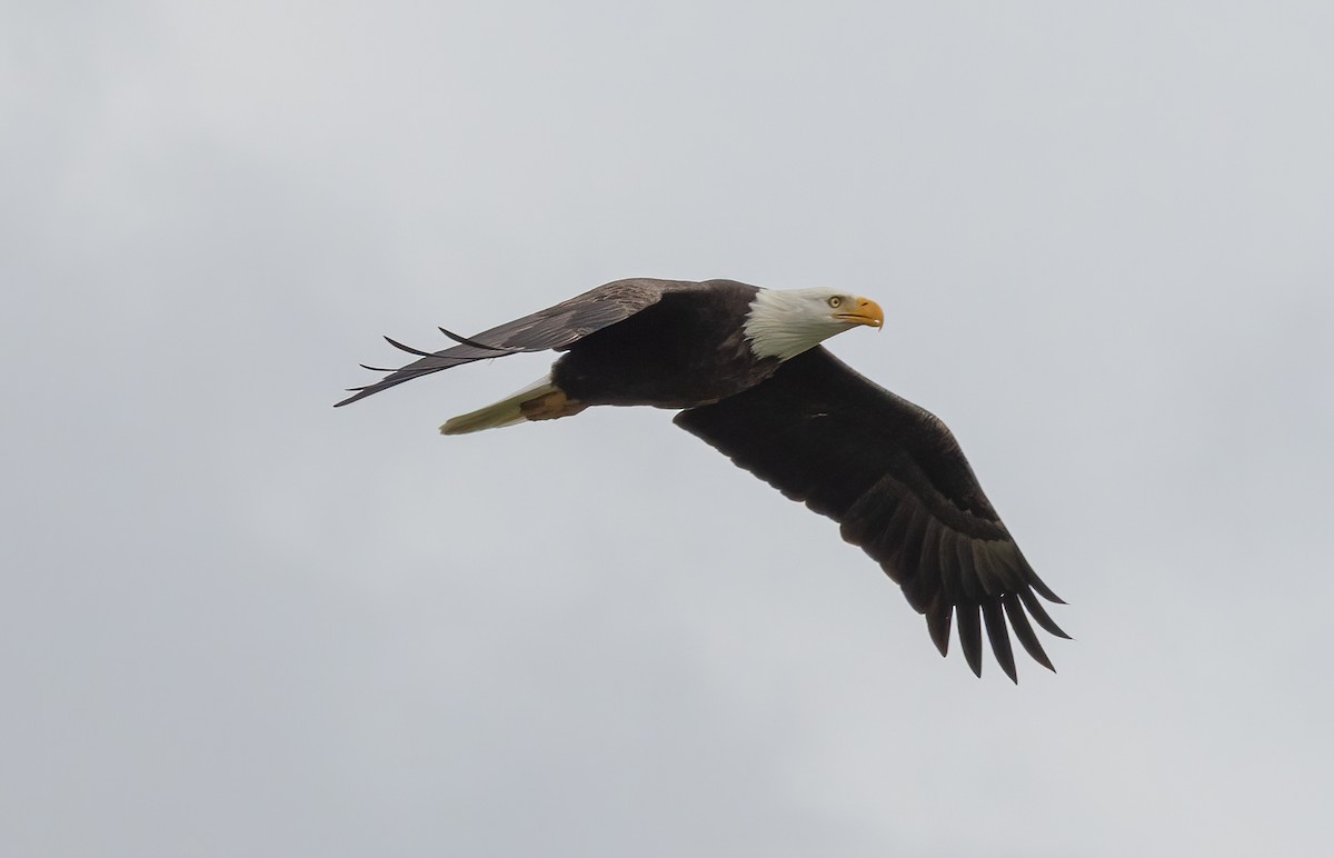 Pigargo Americano - ML644171055