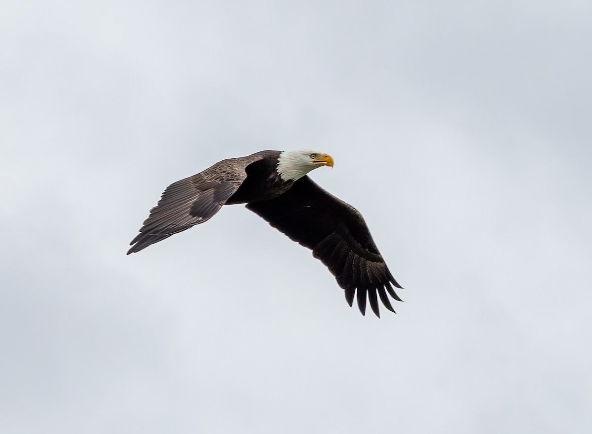 Pigargo Americano - ML644171056