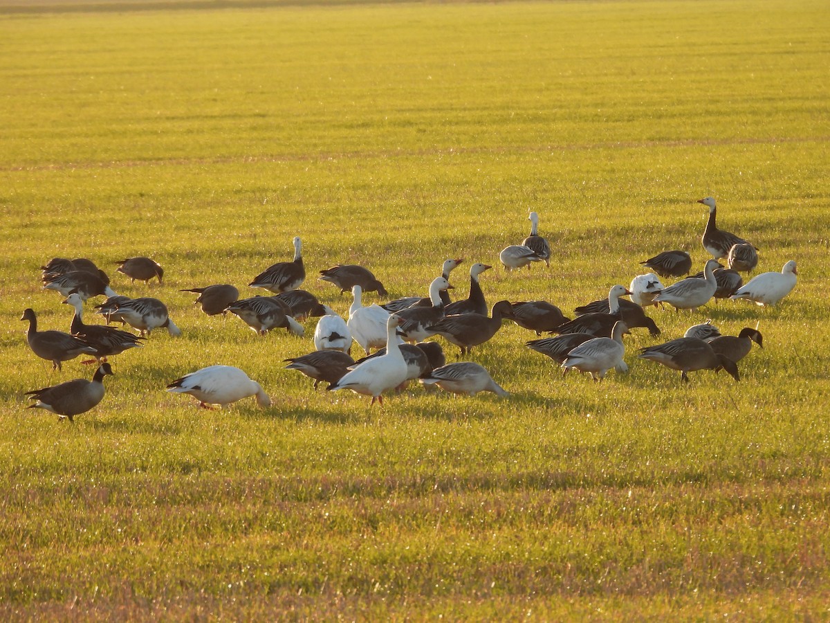 Snow Goose - ML644171058