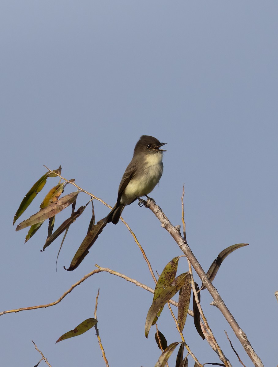 Mosquero Fibí - ML644171069