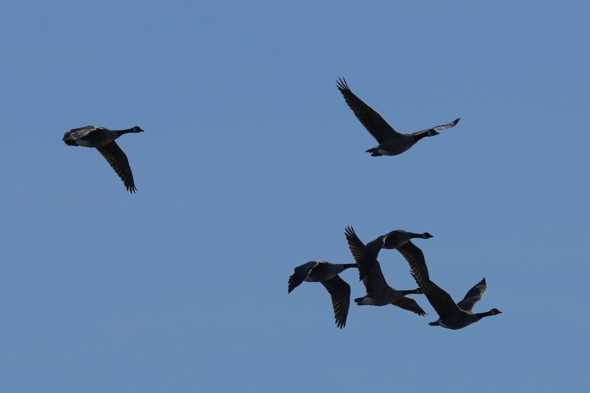 Canada Goose - ML644171071