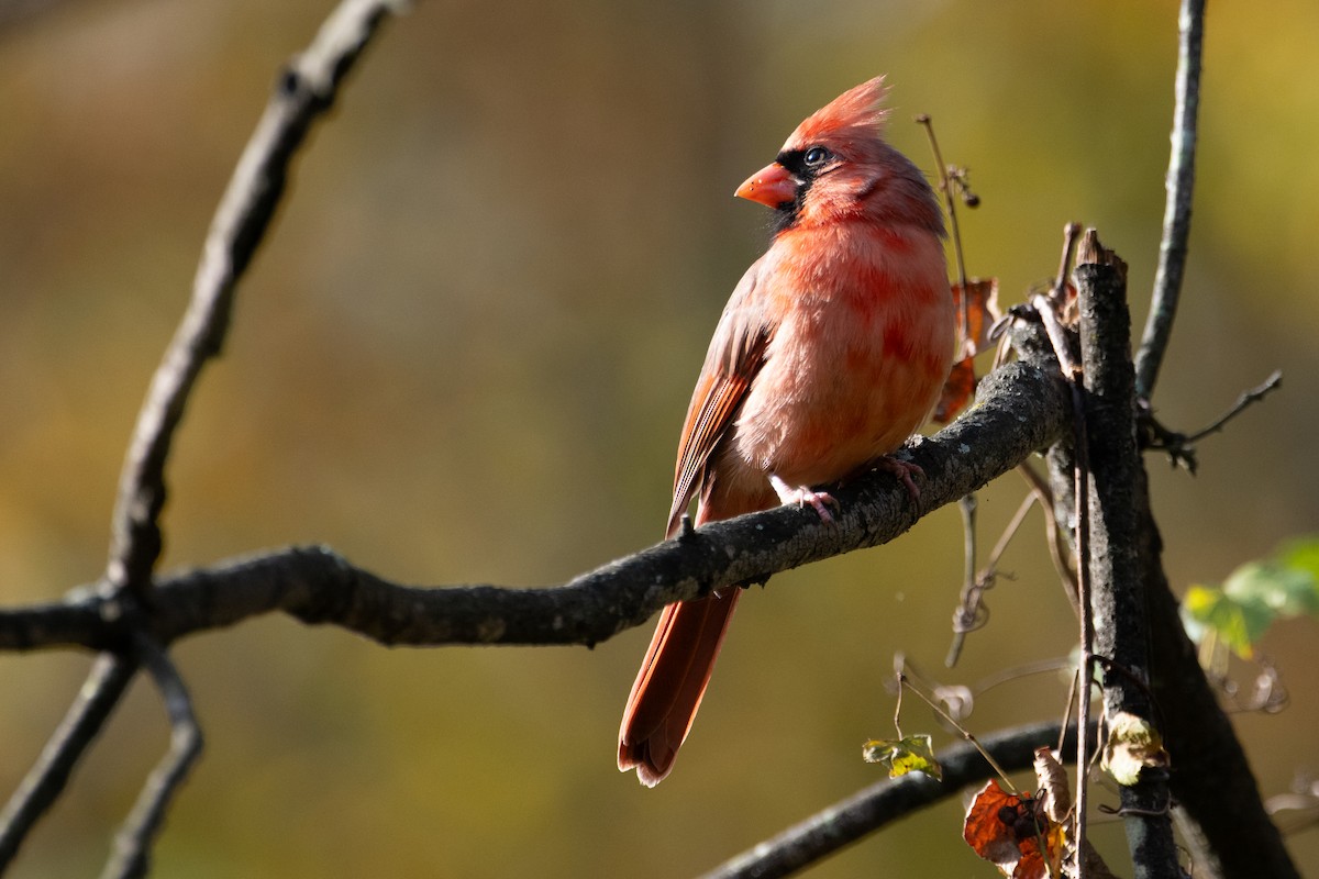 Northern Cardinal - ML644171072