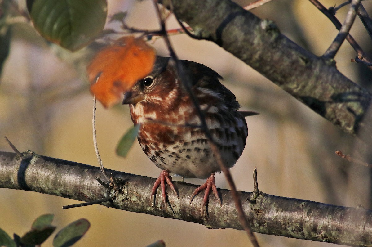 Fox Sparrow - ML644171075
