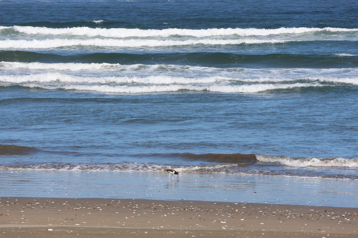 American Oystercatcher - ML644171082