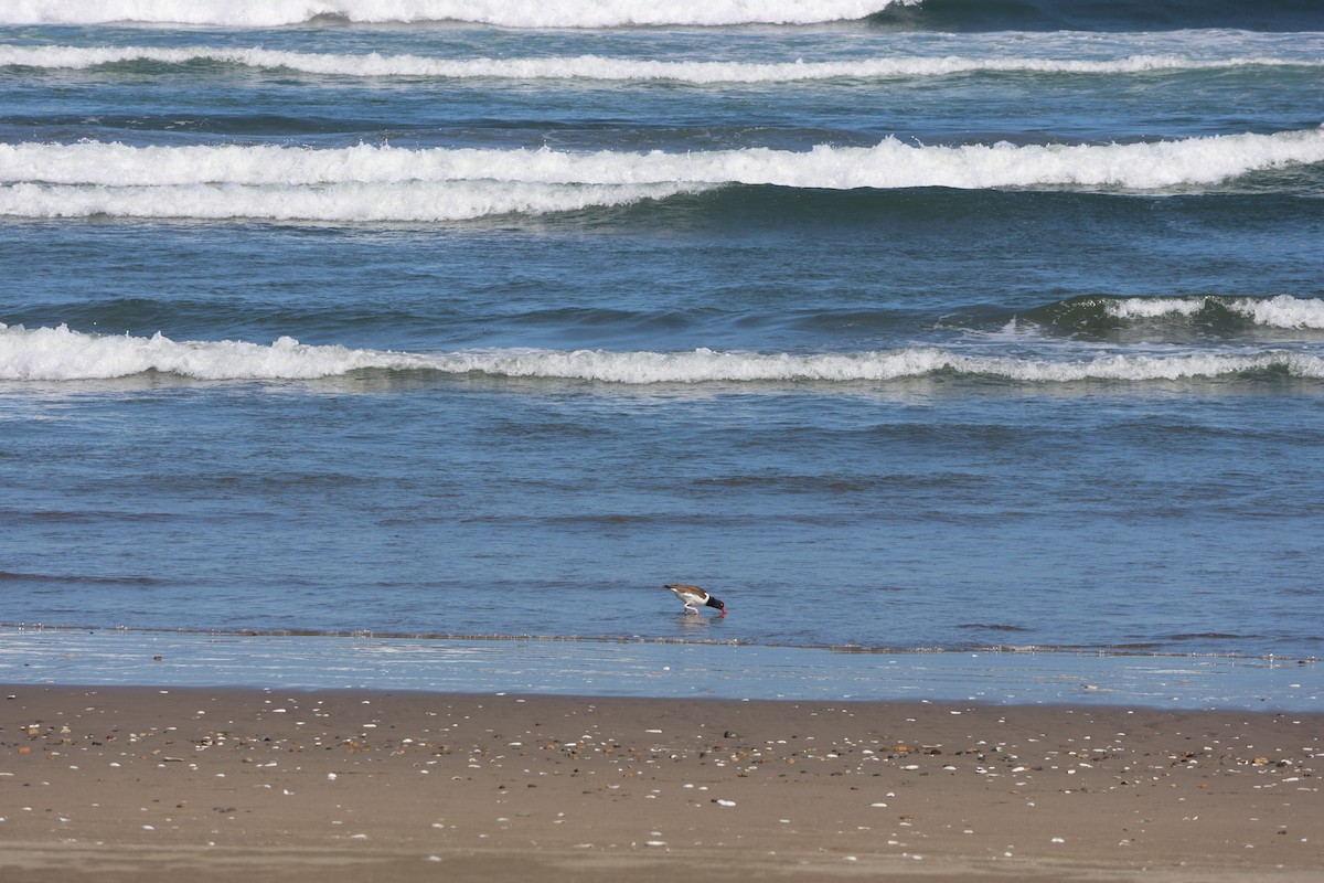 American Oystercatcher - ML644171086