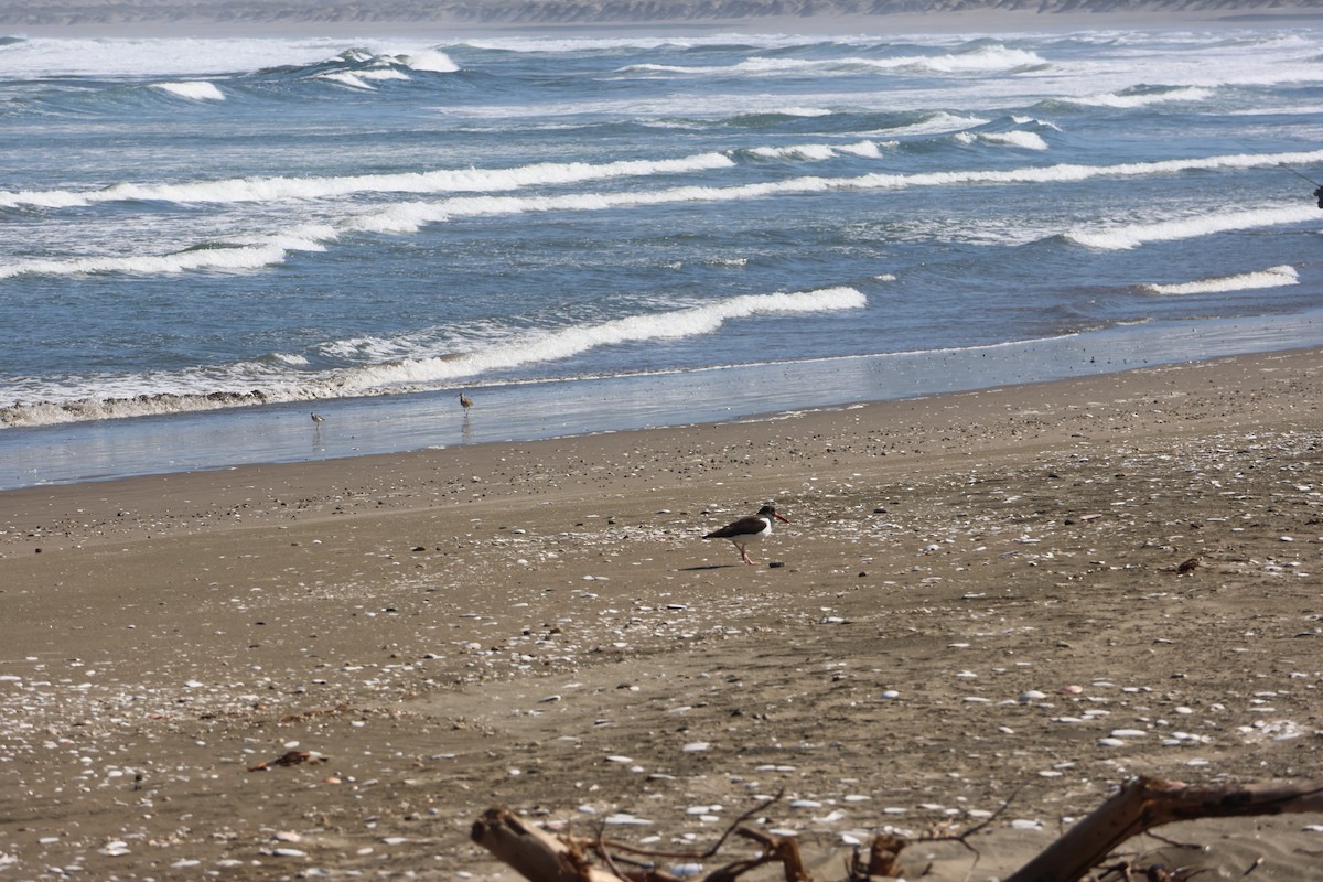 American Oystercatcher - ML644171087