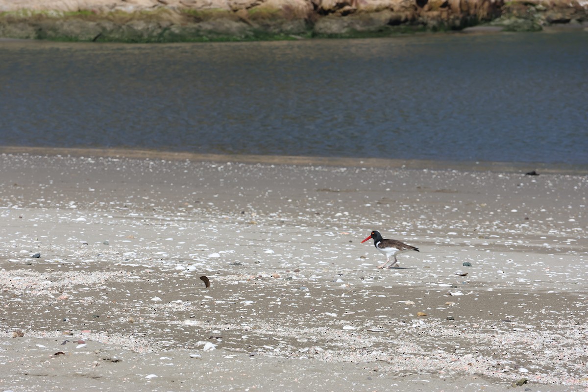 American Oystercatcher - ML644171089