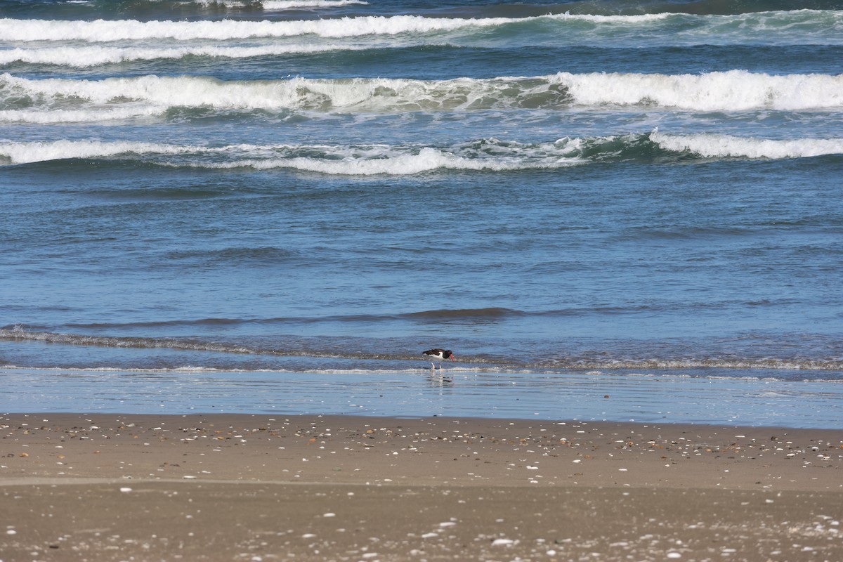 American Oystercatcher - ML644171090