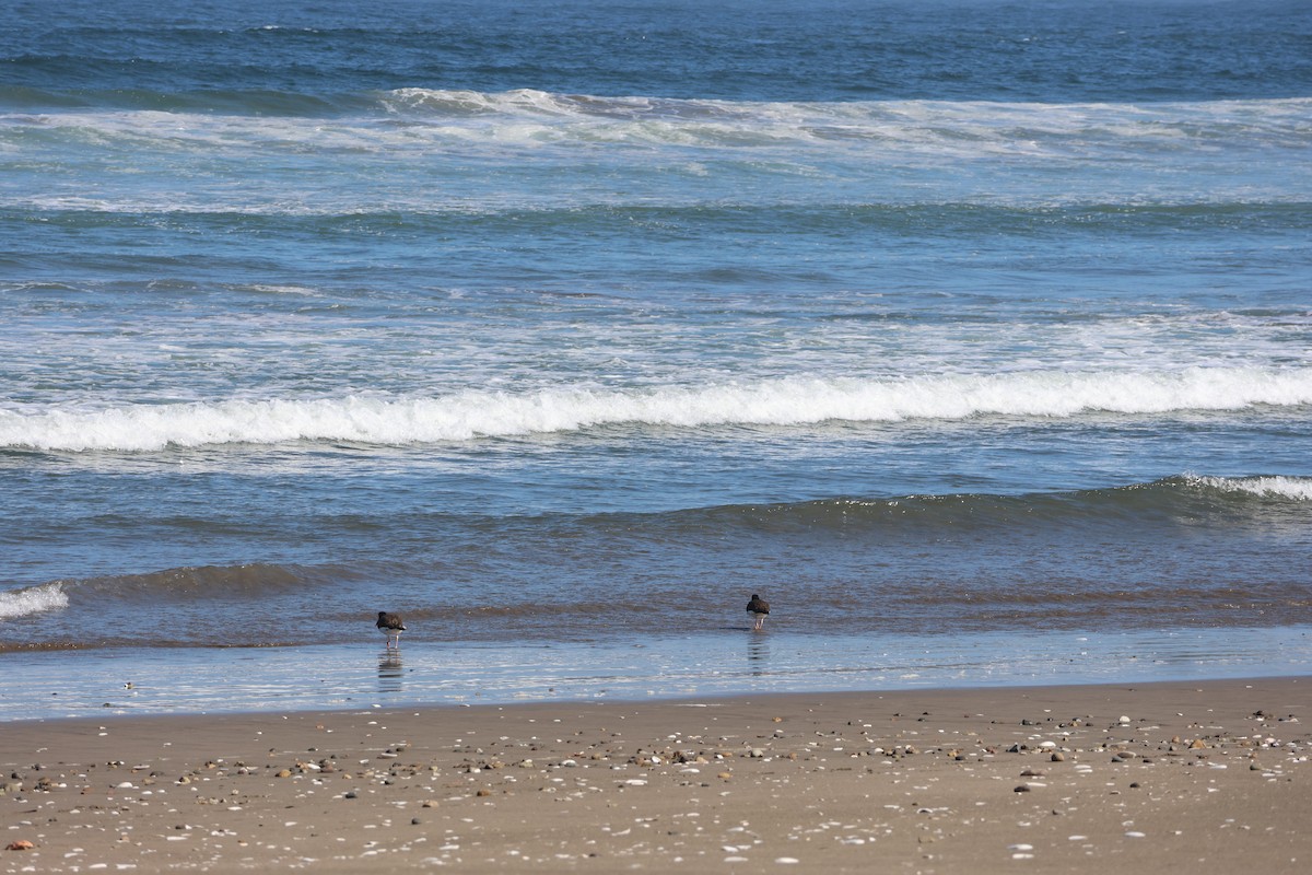 American Oystercatcher - ML644171091