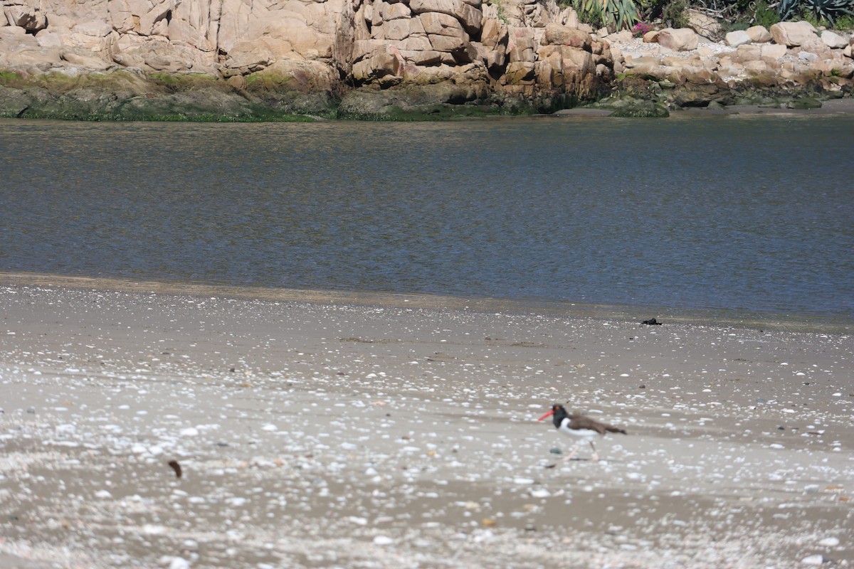 American Oystercatcher - ML644171092