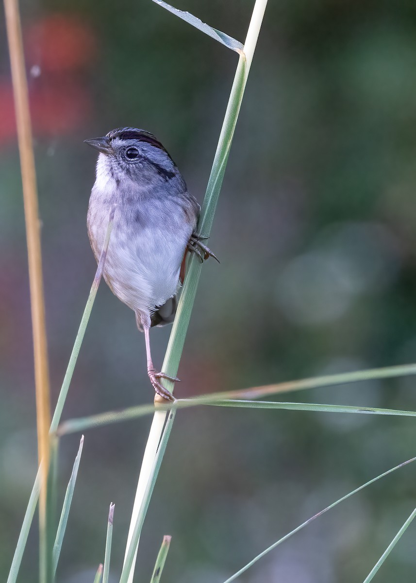 Chingolo Pantanero - ML644171099