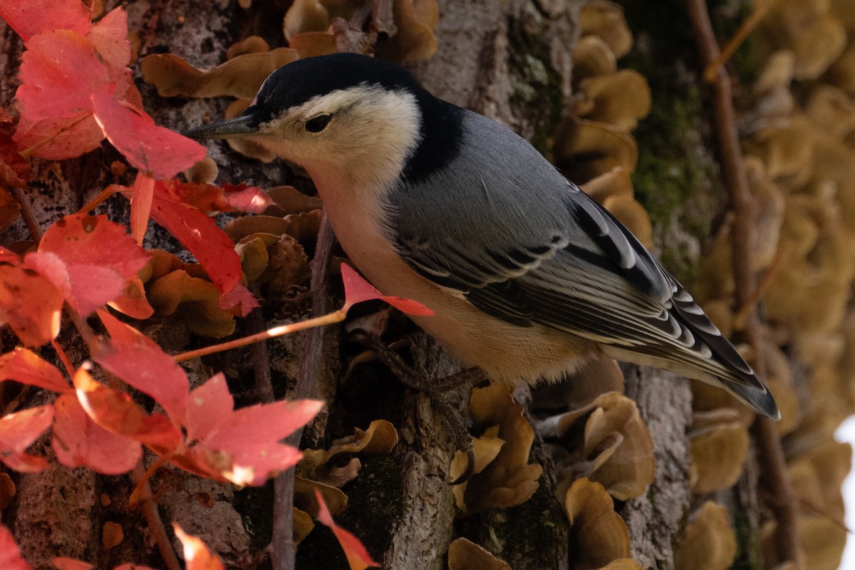 White-breasted Nuthatch - ML644171101