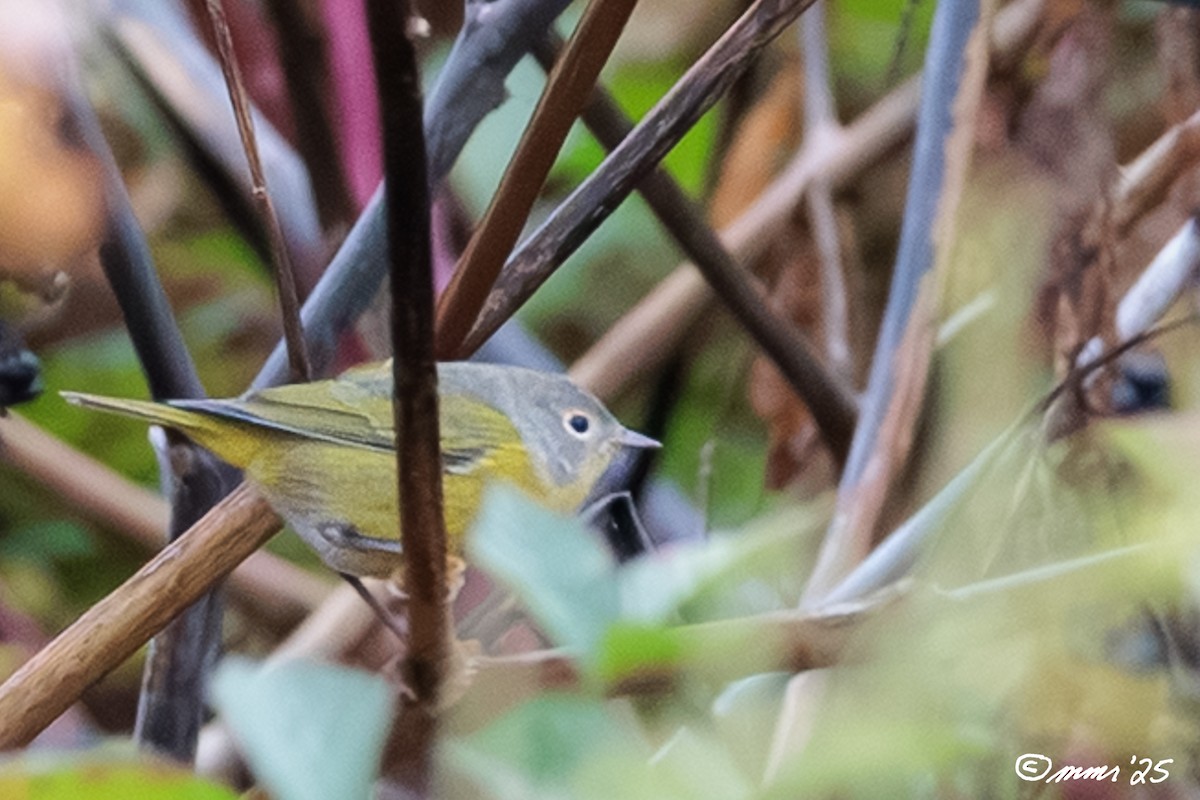 Nashville Warbler - ML644171102