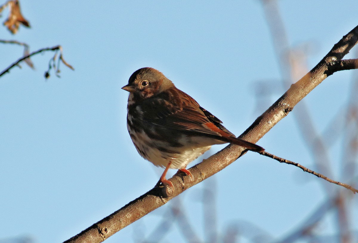 Fox Sparrow - ML644171104