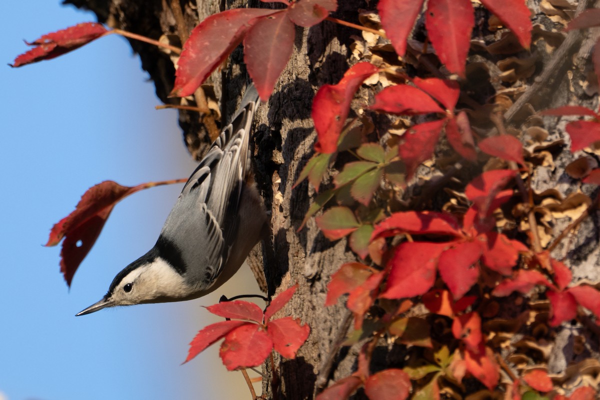 White-breasted Nuthatch - ML644171114