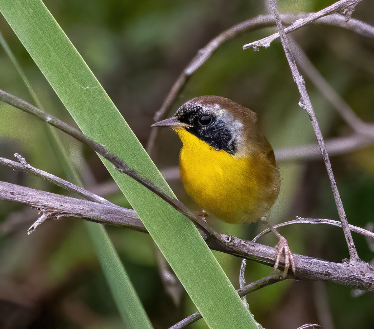 Mascarita Común - ML644171116