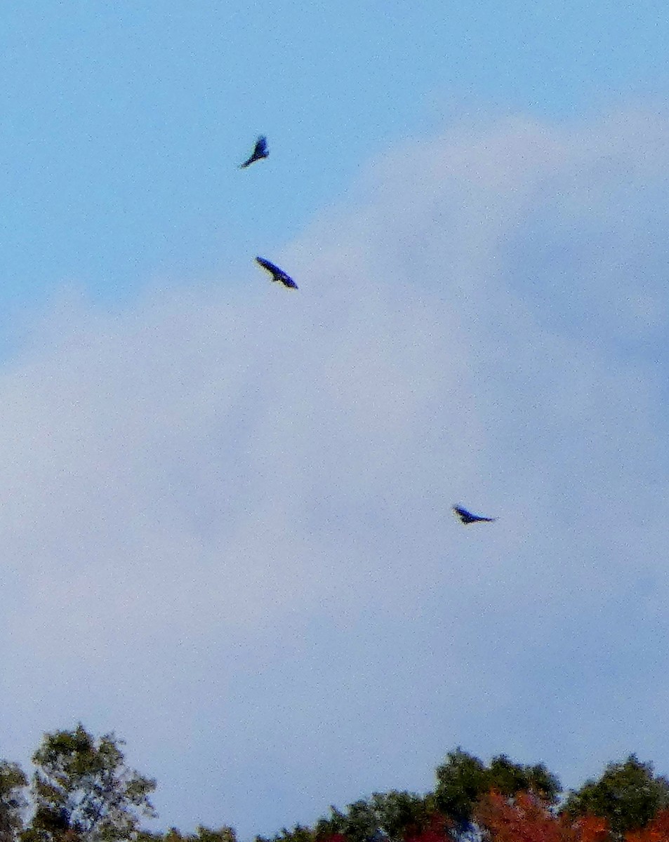 クロコンドル - ML644171137