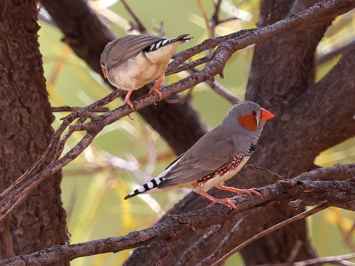 Діамантник зебровий - ML644171139