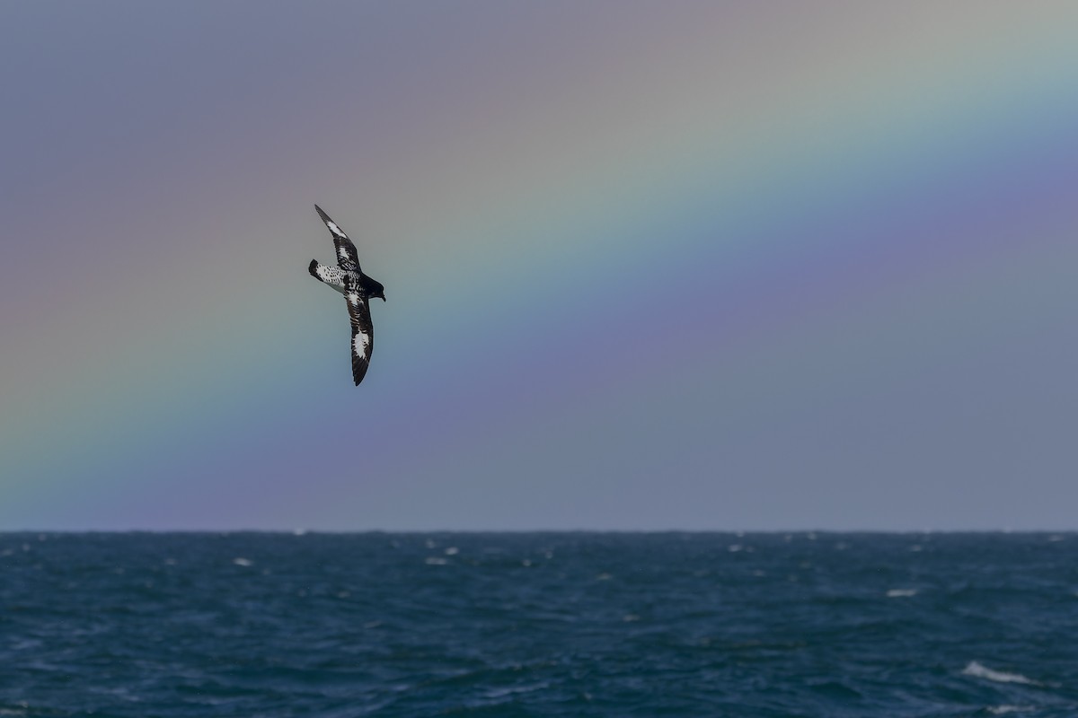 Pintado Petrel - ML644171148