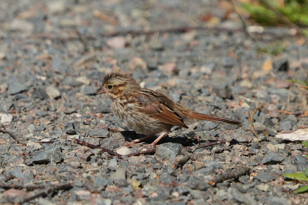 Song Sparrow - ML644171151