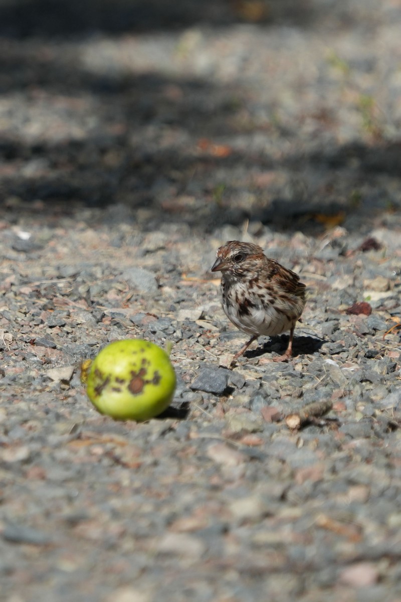 Song Sparrow - ML644171152