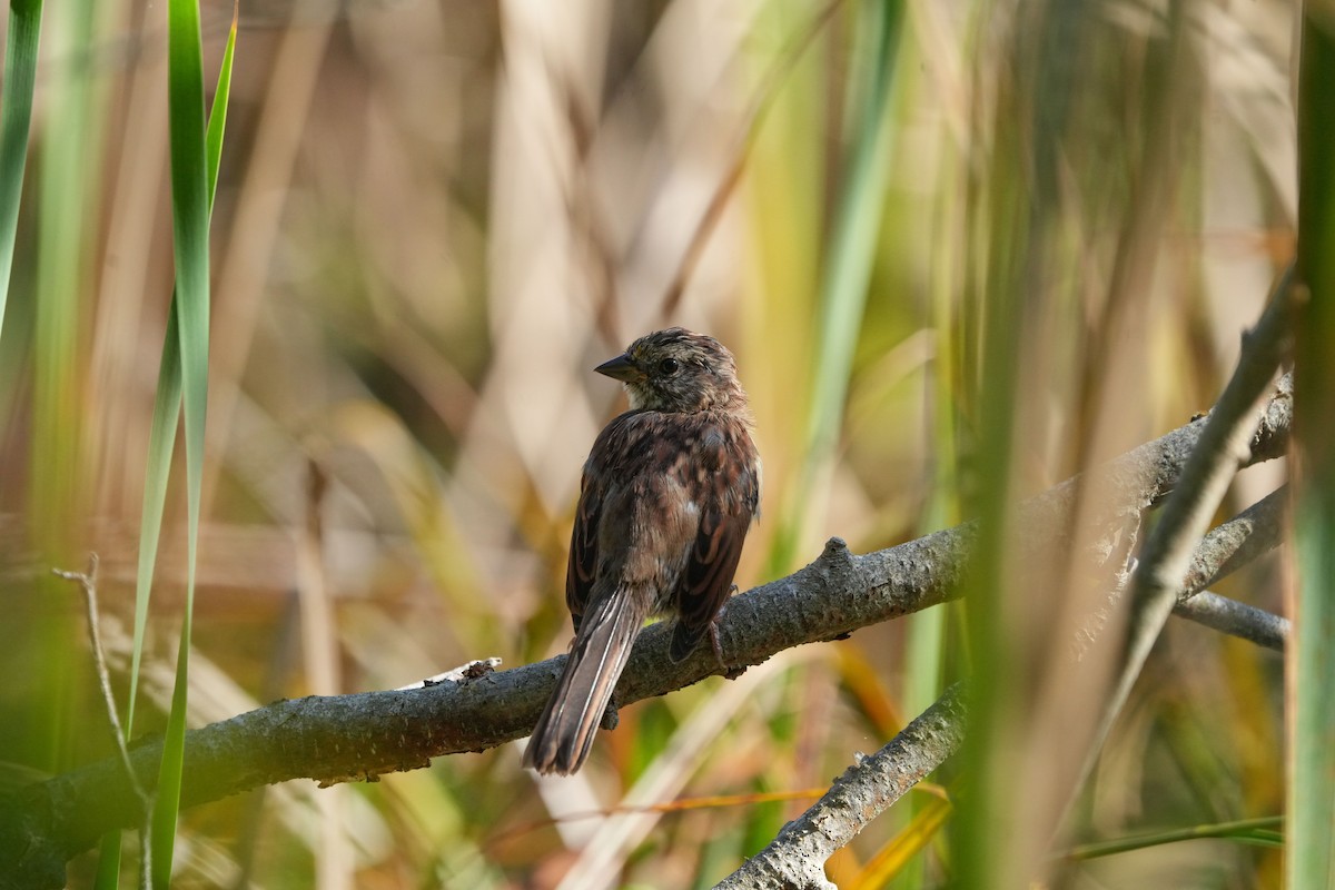 Song Sparrow - ML644171153